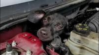Bomberos iniciaron una ardua labor de rescate por "Pippi", que le costó a la dueña del vehículo cientos de dólares.