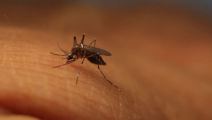 Picadura de mosco causa muerte cerebral en 9 días. Noticias en tiempo real