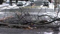 Hombre muere aplastado por árbol durante la tormenta. Noticias en tiempo real