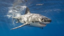 Majestuoso tiburón blanco visita nuestras costas . Noticias en tiempo real