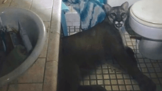 casa puma