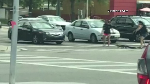 En video: mujeres ayudan a caimán cruzar la calle