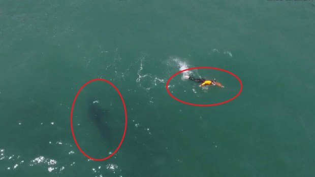 De terror: hombre nada peligrosamente cerca de un tiburón