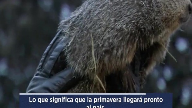 Marmota Phil “pronostica” fin del invierno