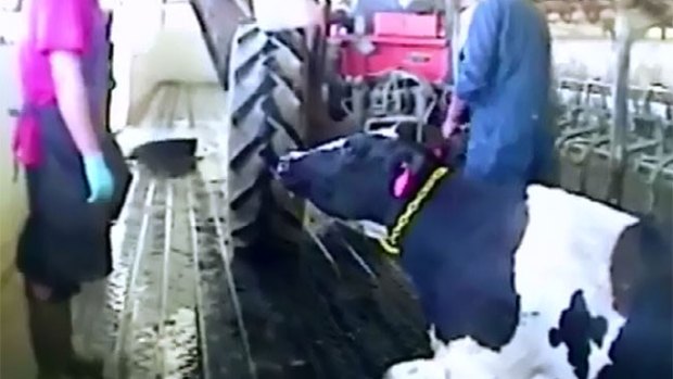 Video: Acusan a Burger King de crueldad