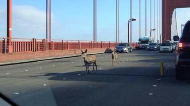 Video: ¡Asombro! Ciervos cruzan el Golden Gate