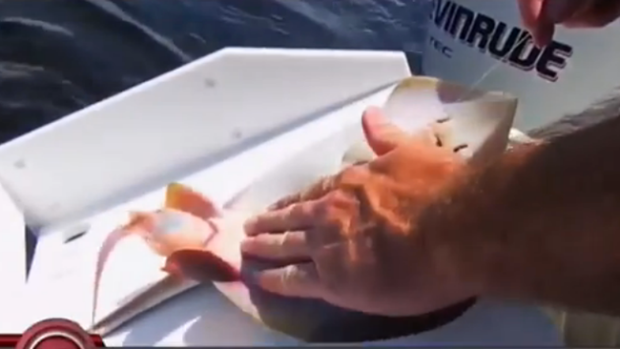 Video: Pescador ayuda mantarraya dar a luz