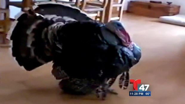 Video: Pavo sin vergüenza baila con destreza