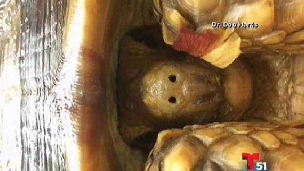 Video: No creerás lo que se tragó esta tortuga
