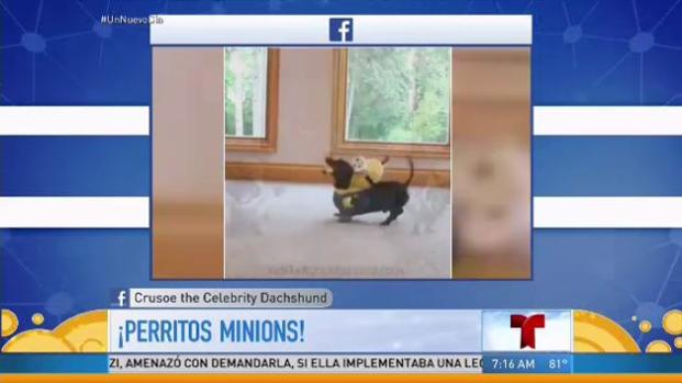Una sensación dos perros salchicha vestidos de Minions