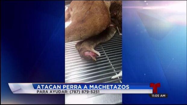 Atacan perra a machetazos