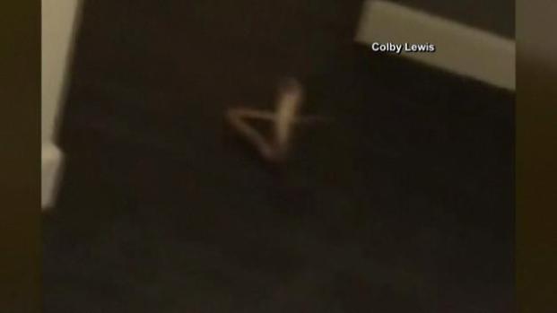 Encuentran inmensa cobra en edificio de Houston