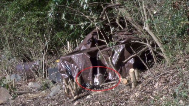 Un centenar de gatos crea peligro en intersección vial