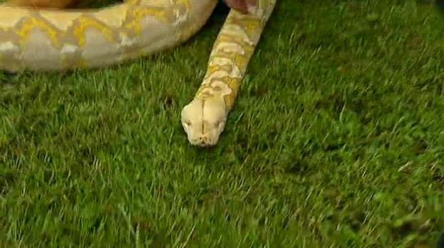 Remueven serpiente gigante en Vermont
