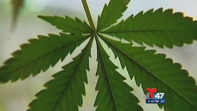 Marihuana: Cuestión de vida
