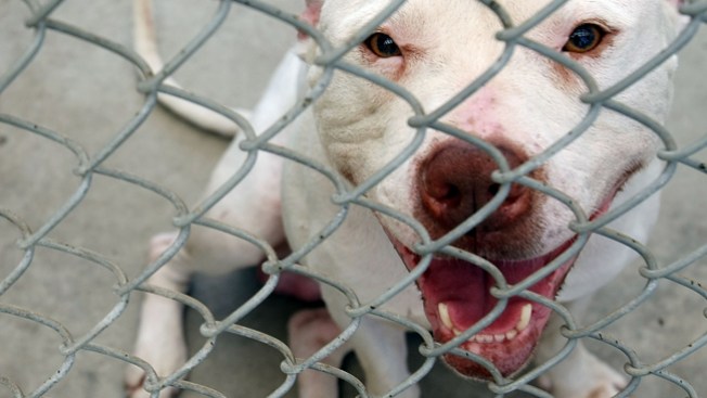Pit bull mata a bebé de 3 meses