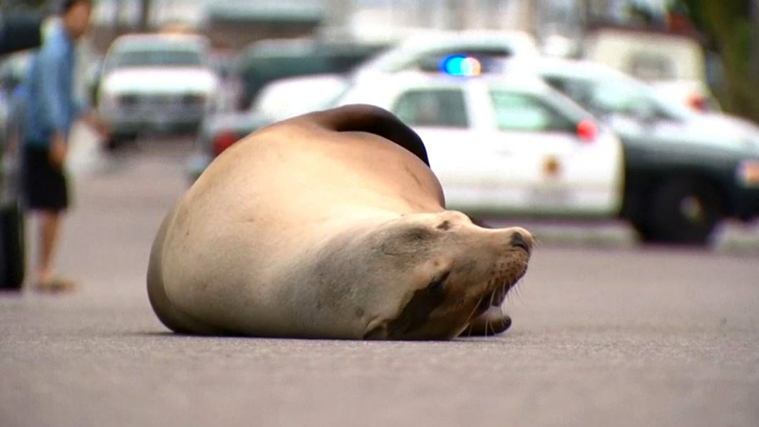 Lobo marino descansa en la calle y paraliza el tránsito