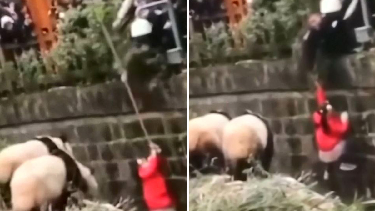 Dramático video: niña cae a la jaula de los osos